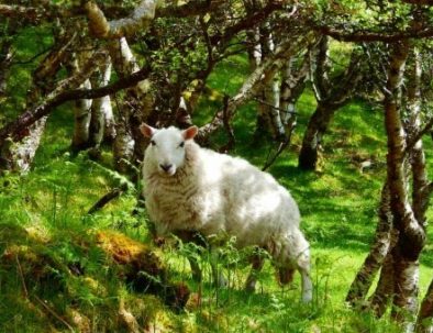 Lochinver Scotland Sheep