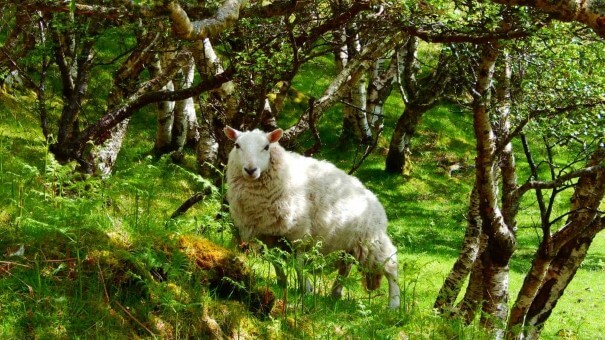 Lochinver Scotland Sheep